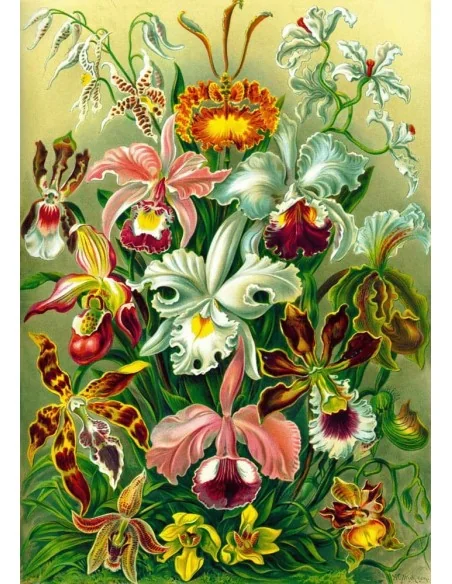 Ernst Haeckel Puzzle Orchid (1000 pieces)