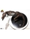 Jurassic Park ECC Elite Creature Line Statue 1/8 Rotunda T-Rex Skeleton Bronze 58 cm  Toynami